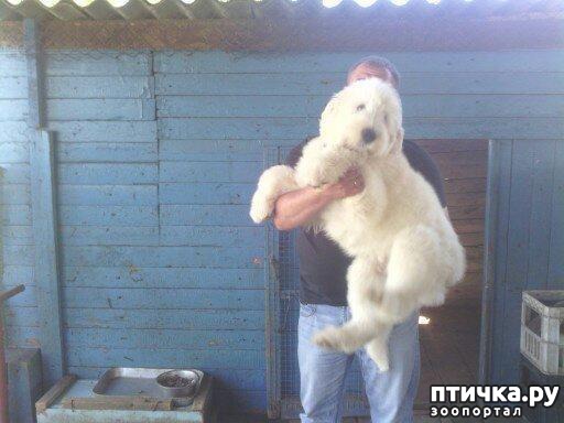 ���� 2: Amiata: ������ (� �������)