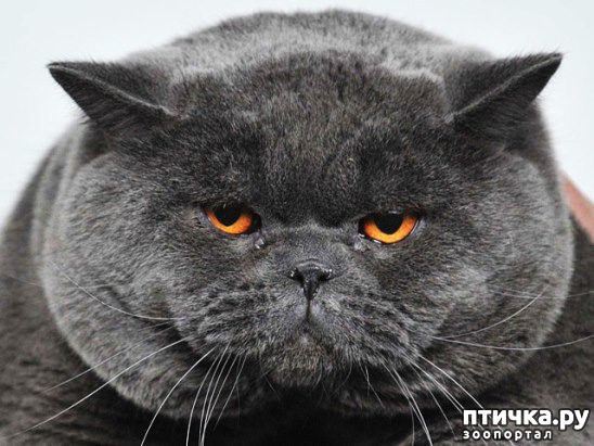 ���� 3: ��� �������� �������.