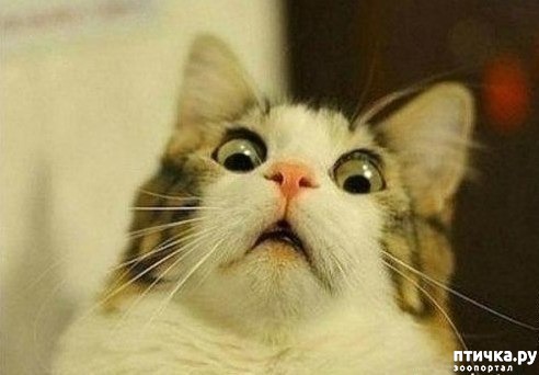 ���� 4: ��� �������� �������.