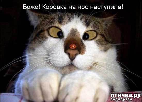 ���� 5: ��� �������� �������.