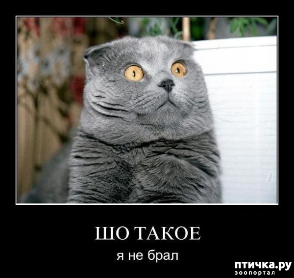 ���� 7: ��� �������� �������.