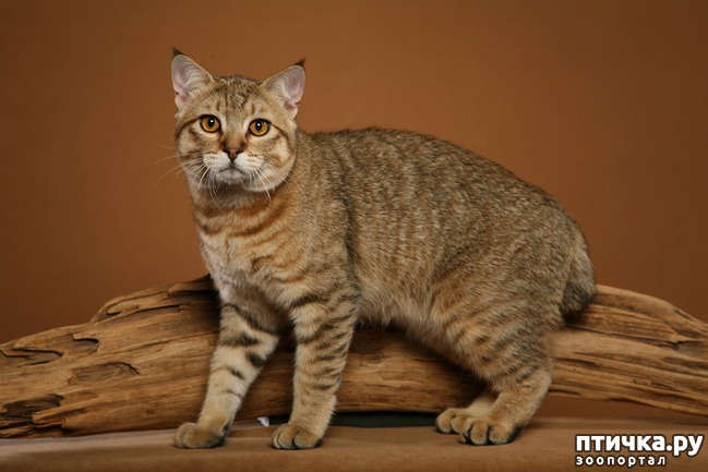 ���� 7: ����������� ����