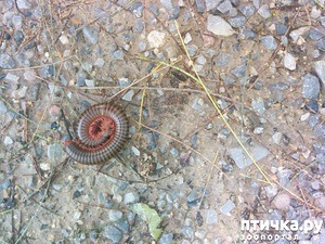 ����: ��� �� "�����" ����� �� ��������?