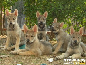 ����: ������������ ����������