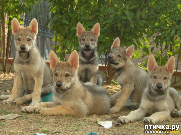 ���� 1: ������������ ����������