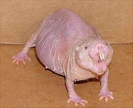 ���� 6: �� �������, �� �������, � �������� ��������...