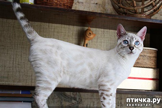 фото 7: Окрасы бенгальских кошек