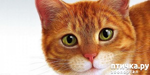 ����: ��� ����� �������?