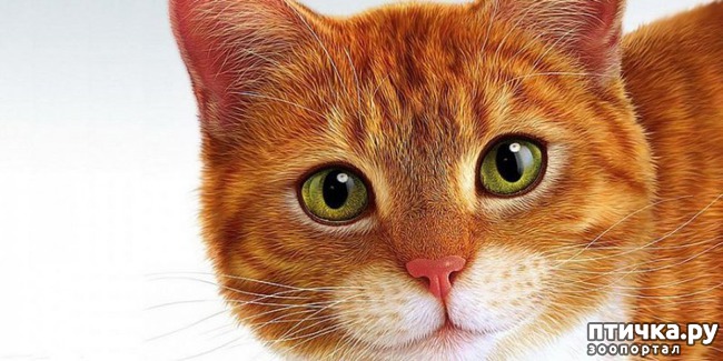 ���� 1: ��� ����� �������?