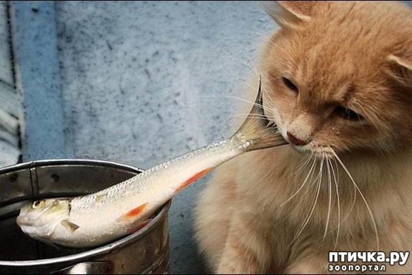 Можно ли кошкам рыбу с костями: острые и опасные. — обсуждение в группе  Кошки | Птичка.ру
