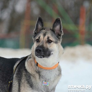 ����: ������������ ������� � �������� ������