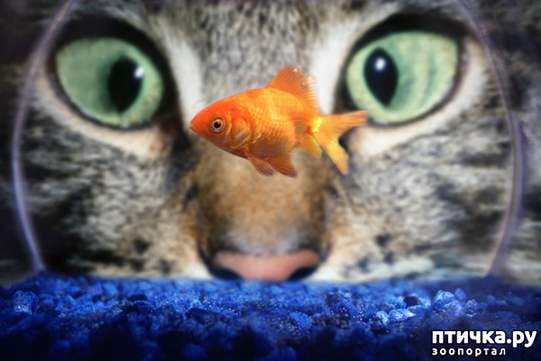 фото 3: Можно ли кошкам рыбу с костями: острые и опасные.