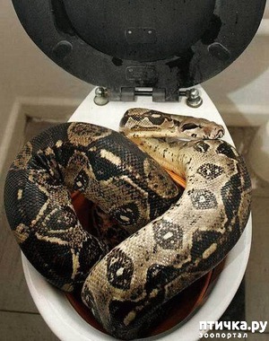 ����: ���� �� �������! ����� � �����.