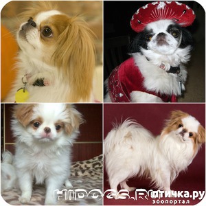 ����: �������� ���