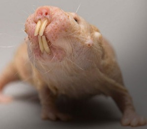 ����: �� �������, �� �������, � �������� ��������...