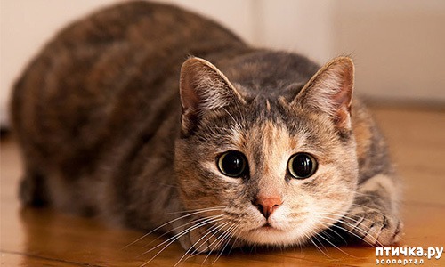 ���� 1: ����� ���������� � ������.