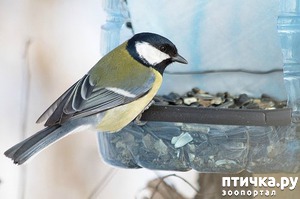 ����: ��������� ���� �����