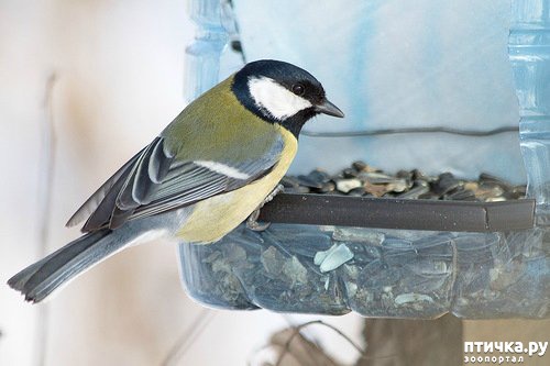 ���� 1: ��������� ���� �����