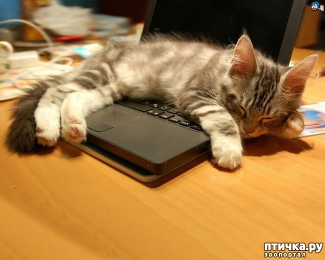 ���� 15: ��� ������������ ���� � ���������))