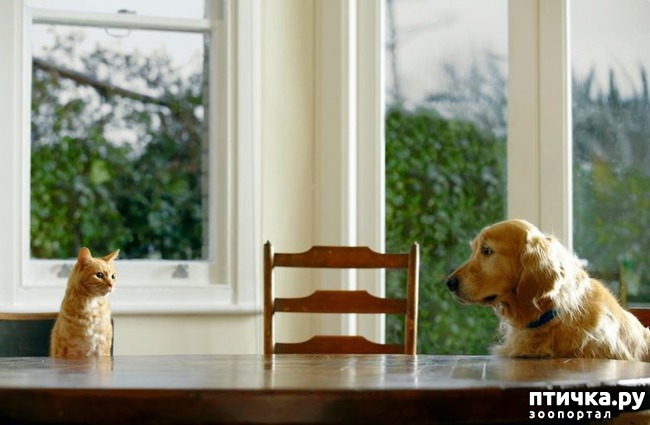 ���� 19: ��� ������������ ���� � ���������))