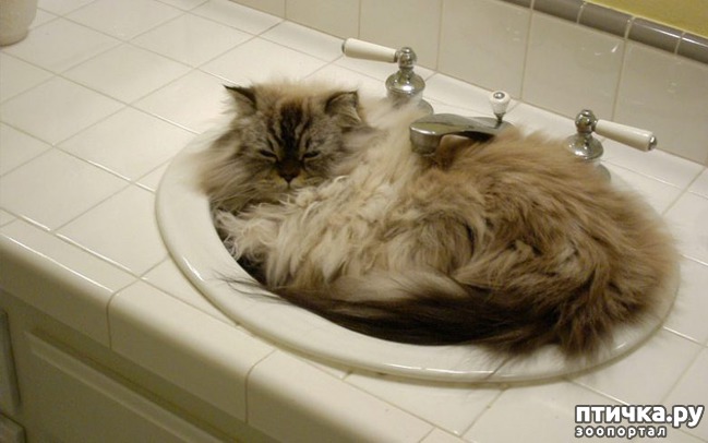 ���� 22: ��� ������������ ���� � ���������))