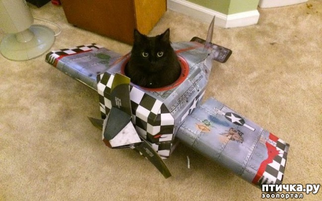 ���� 23: ��� ������������ ���� � ���������))