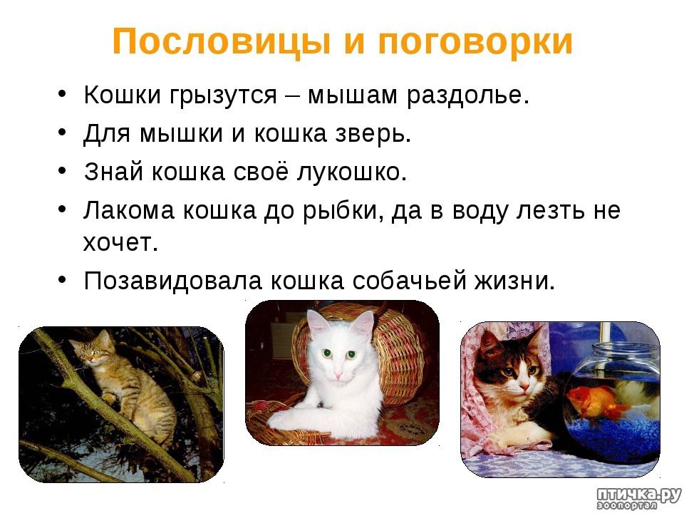 Кошки: приметы и поверья — обсуждение в группе Кошки | Птичка.ру