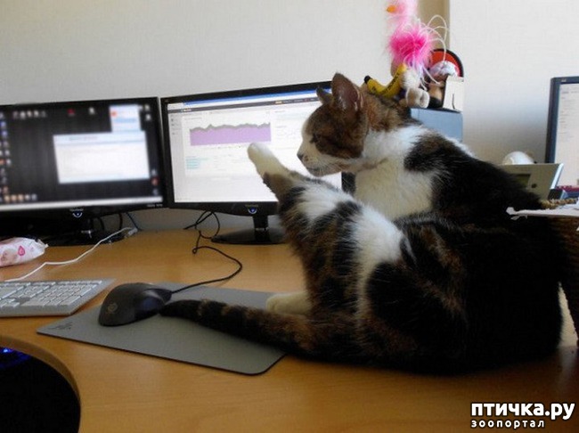 ���� 5: ����� �������.