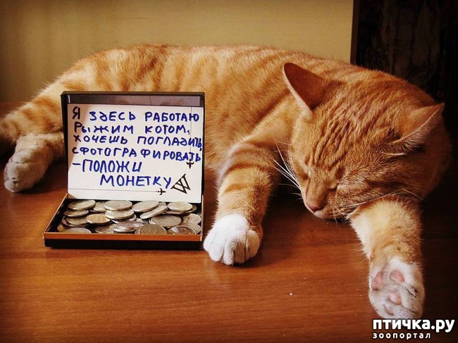 ���� 4: ����� �������.