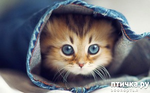 ����: ��� ������������ ���� � ���������))