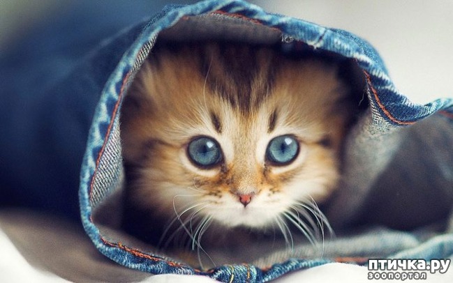 ���� 1: ��� ������������ ���� � ���������))