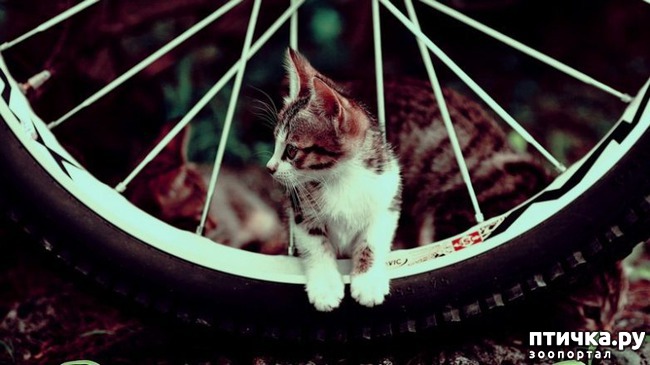 ���� 9: ��� ������������ ���� � ���������))