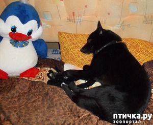 ����: �������������, ��� ���� ��� �������?