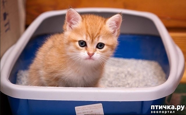 ���� 4: �������� � �����, �� �� ��������� - �����...