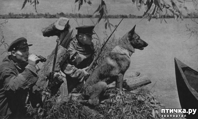 фото 20: Собаки-герои Великой Отечественной войны