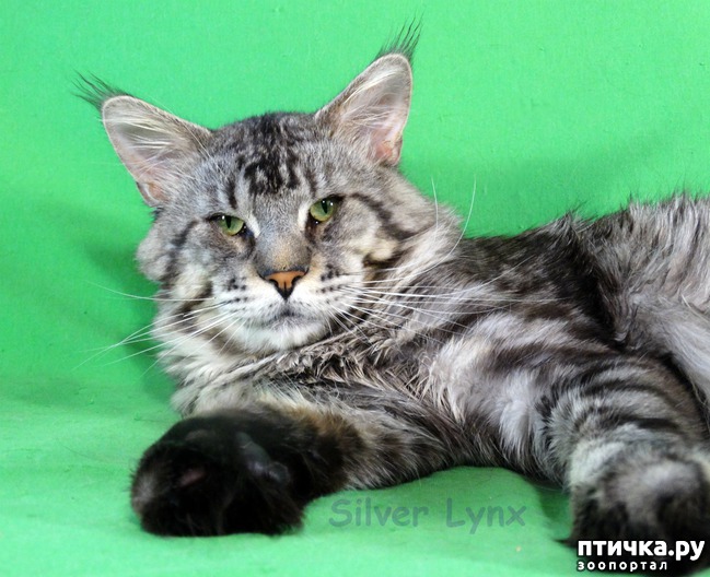  2:  Silver Lynx.    -)