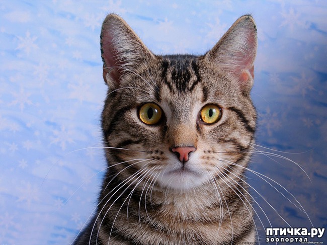 ���� 1: *****