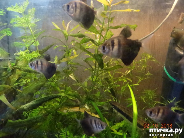 ���� 1: ������ � �������.