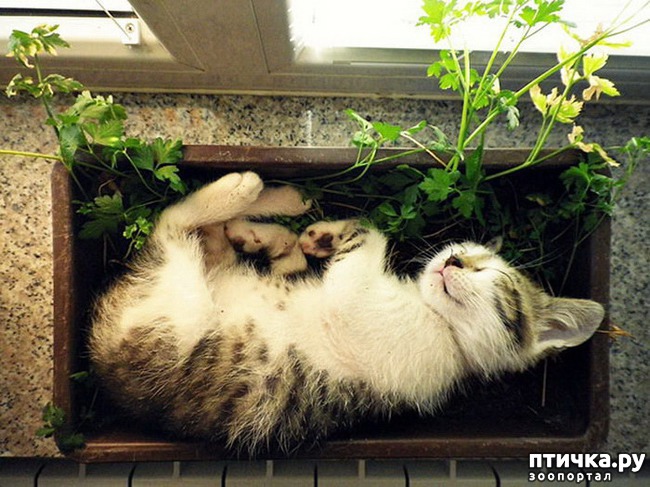 ���� 5: ��� ������������ ���� � ��������� - 2))