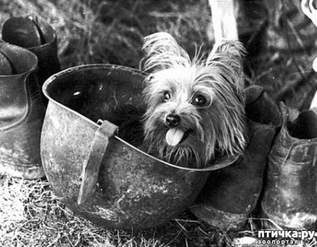 фото 22: Собаки-герои Великой Отечественной войны