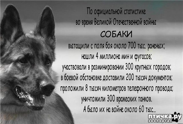 фото 1: Собаки-герои Великой Отечественной войны