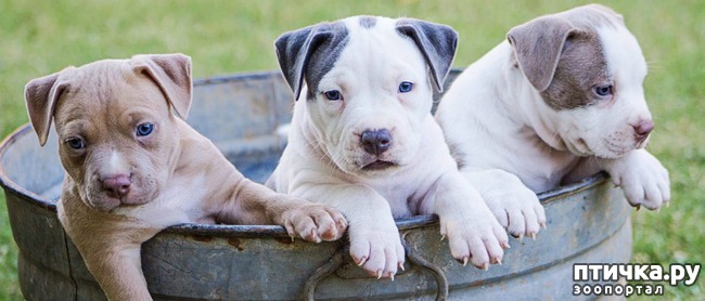 ���� 1: ������������ � ���������?