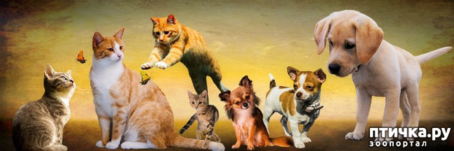 ���� 2: ������������ � ���������?