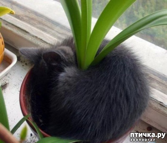 ���� 6: ��� ������������ ���� � ��������� - 2))