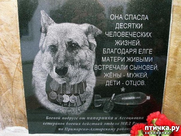 фото 24: Собаки-герои Великой Отечественной войны