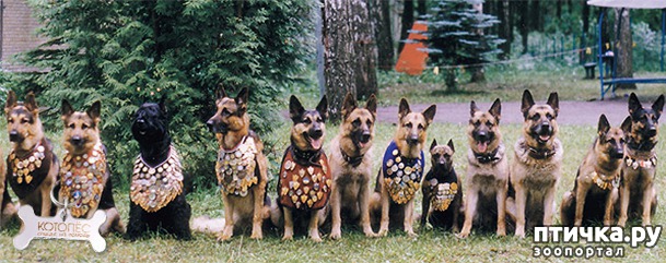 фото 25: Собаки-герои Великой Отечественной войны