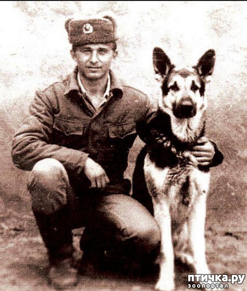 фото 2: Собаки-герои Великой Отечественной войны
