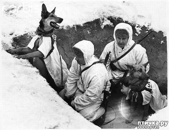 фото 3: Собаки-герои Великой Отечественной войны