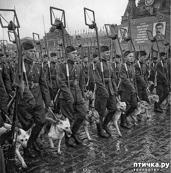 фото 5: Собаки-герои Великой Отечественной войны