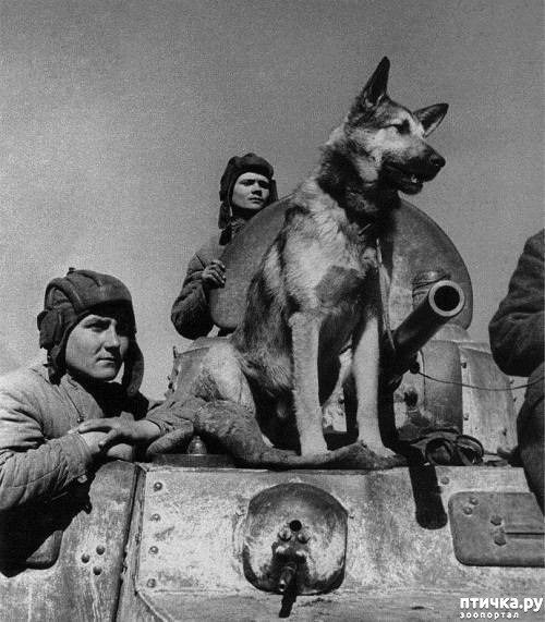 Собаки которые были на войне породы